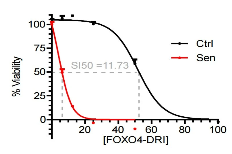 FOXO4 DRI 10mg factory